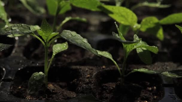 Σπορόφυτα πιπεριού. Πότισμα μικρών σποροφύτων στο έδαφος — Αρχείο Βίντεο
