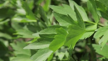 makro sevgi yaprağı, gastronomik bitki Levisticum officinale