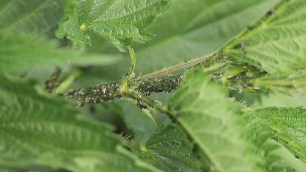 Makro, yeşil şeftali yaprak bitleri kolonisi — Stok video