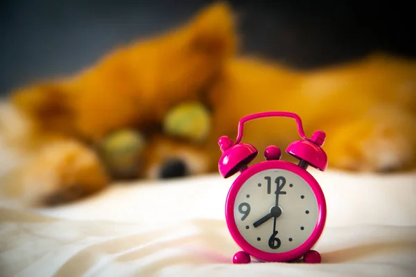 Close up a little pink alarm with blur cute funny puppy Pomeranian sleeping on a white bed background while wearing glasses. Time management, Get up late, Go to work late concept.