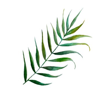 Suluboya palmiye yaprağı