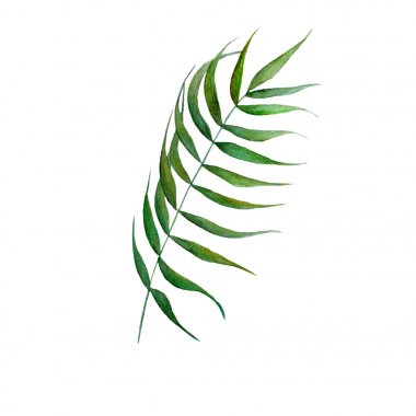 Suluboya palmiye yaprağı