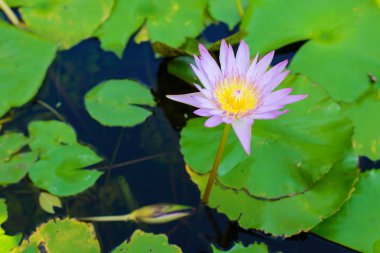 Bu güzel nilüfer veya lotus çiçeği