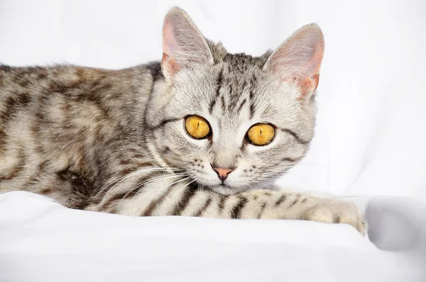 Серая кошка с большими глазами, лежащая на полу — стоковое фото