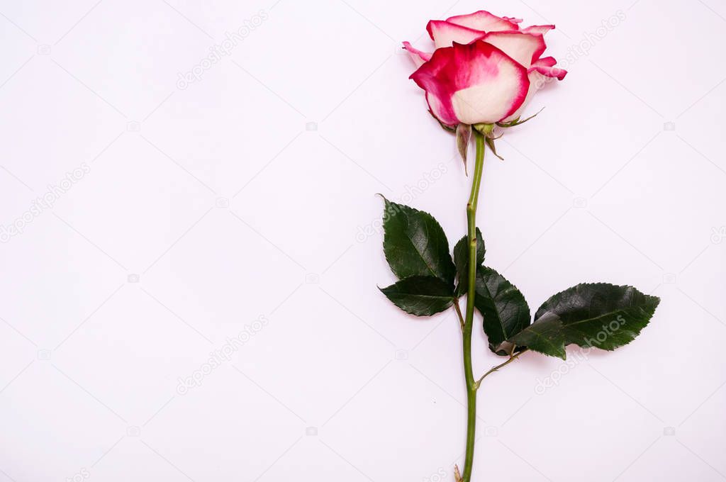 Pink Rose on White Background. Concept International Woman Day 8 March, Valentines Day, Greeting Card