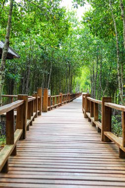 Mulk Kha Bay mangrov orman. Ahşap geçit. Chumphon, Tayland