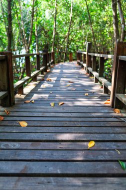 Mulk Kha Bay mangrov orman. Ahşap geçit. Chumphon, Tayland