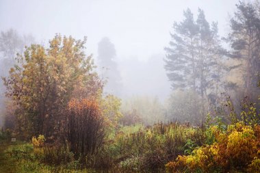 Sisli sis orman Belarus, altın sonbahar folliage