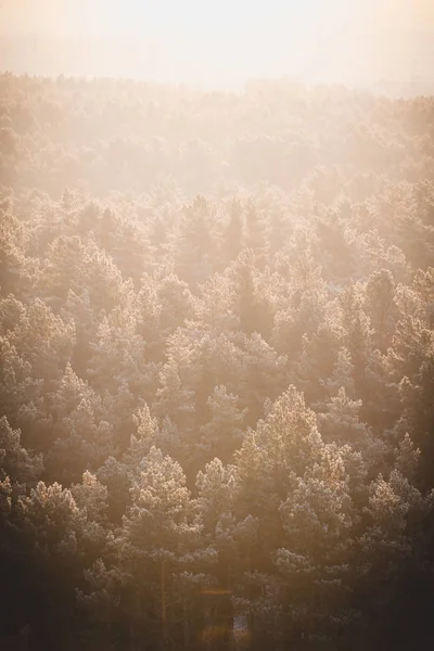Fehéroroszország ködös erdő — Stock Fotó