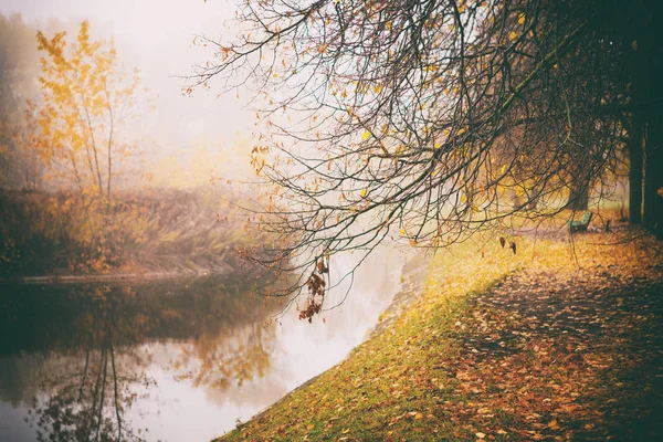 Mistige mist bos in Wit-Rusland park door de rivier, gouden herfst folliage — Stockfoto