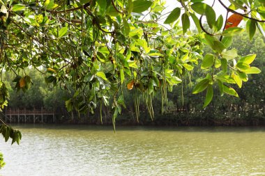 Mulk Kha Bay mangrov orman, Chumphon, Tayland