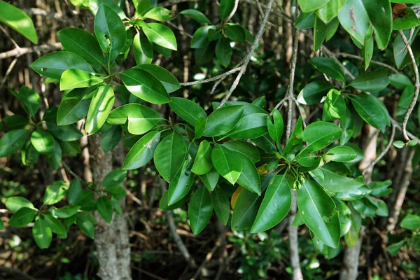 Közeli kép: Thung Kha Bay mangrove erdő, Chumphon, Thaiföld — Stock Fotó