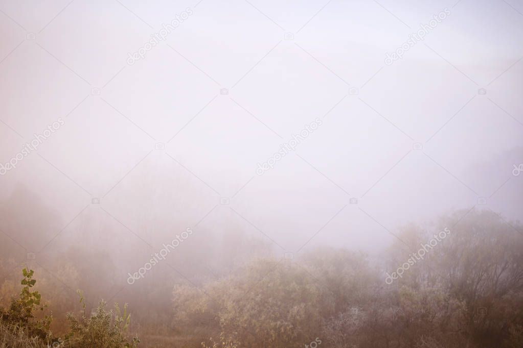 Misty forest and fog along the river Sozh, Gomel, Belarus