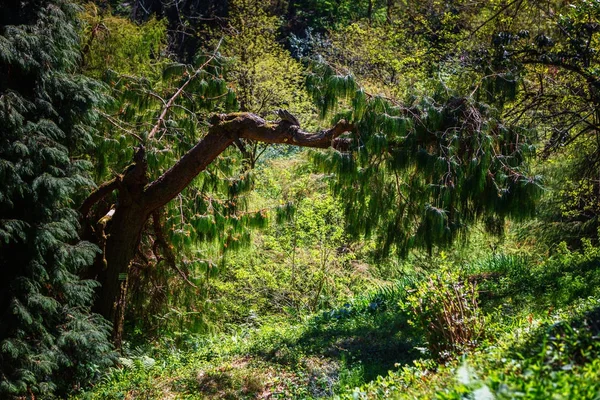 Der botanische garten von batumi bei batumi, georgien. — Stockfoto