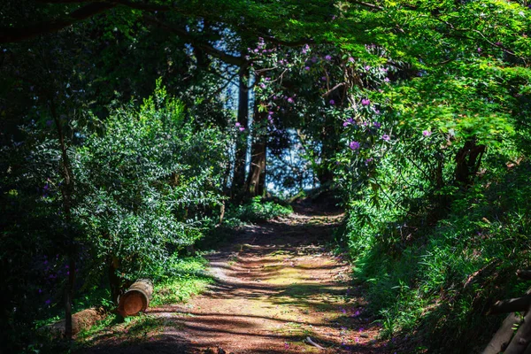 De Batumi botanische tuin in de buurt van Batumi, Georgië. — Stockfoto