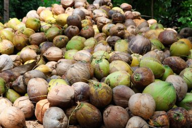Hindistancevizi küme içinde yalan söylüyorsun. Büyük bir yığın yeşil genç lezzetli Hindistan cevizleri. Sadece ağaçtan
