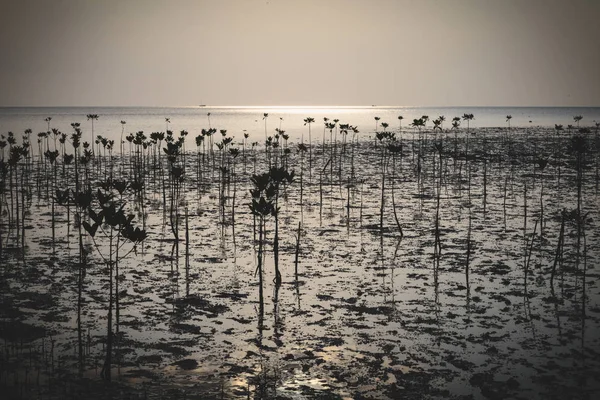 Wok Tum, Hin Kong, Plai Lem beach area of wetland with mangrove forest at Koh Pha ngan island beachfront sea shore area at low tide on sunset Gulf of Thailand