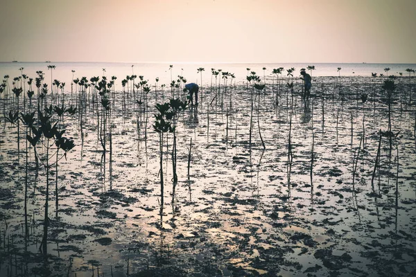 Wok Tum, Hin Kong, Plai Lem beach area of wetland with mangrove forest at Koh Pha ngan island beachfront sea shore area at low tide on sunset Gulf of Thailand