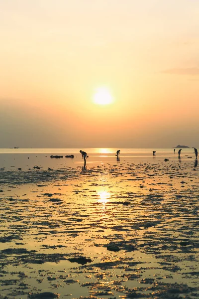 Wok tum, hin kong, plai lem Strand Feuchtgebiet mit Mangrovenwald am Strand der Insel Koh pha ngan bei Ebbe am Golf von Thailand bei Sonnenuntergang — Stockfoto