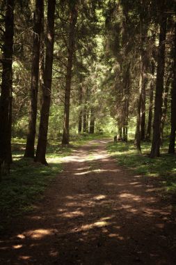 Ormanda Yeşil Ağaçlı Yürüyüş Yolu
