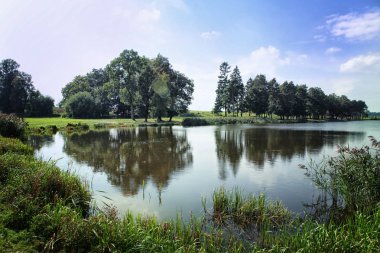 Suda yansıması olan güzel orman manzarası