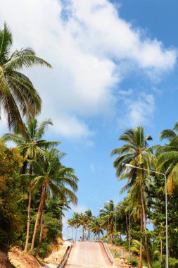 Eğri asfalt yollar orman orman ve sola dönün