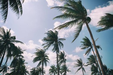 Hindistan cevizi hurma ağaçları perspektif görünüm