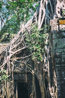Prasat Ta Prum ya da Ta Prohm tapınak kompleksi, Siem Reap, Kamboçya yakınındaki. Büyük ağaç kökleri Tapınağı girişinde büyüdü