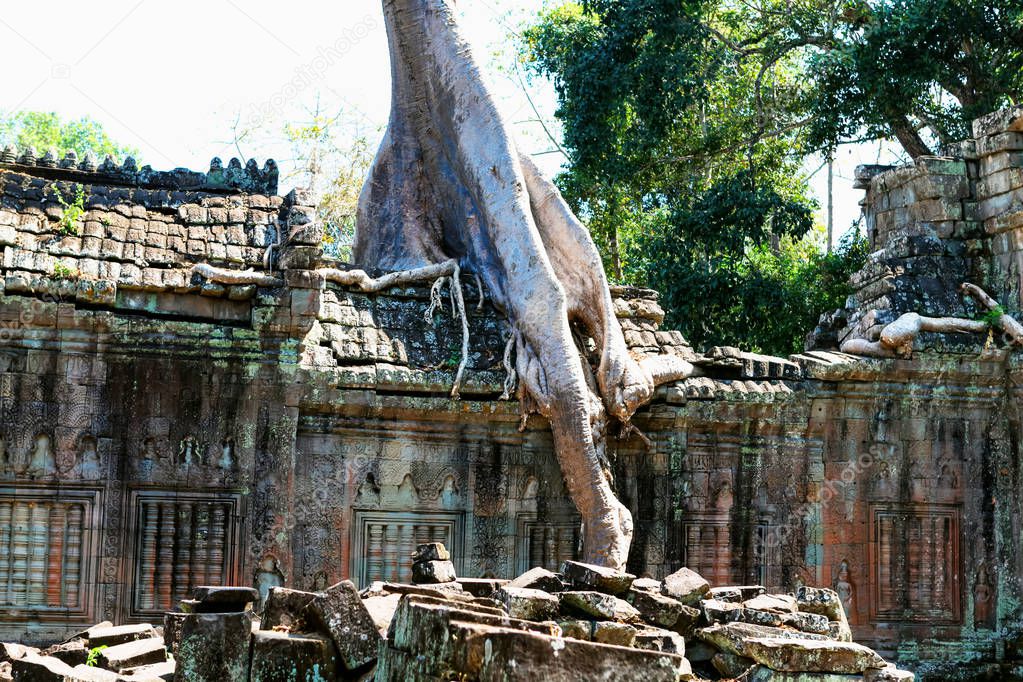 Prasat Ta Prum or Ta Prohm Temple complex, near Siem Reap, Cambodia. Huge tree roots grew on the temple entrance