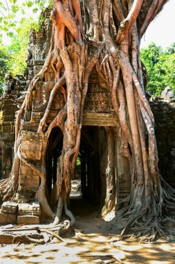 Prasat Ta Prum ya da Ta Prohm tapınak kompleksi, Siem Reap, Kamboçya yakınındaki. Büyük ağaç kökleri Tapınağı girişinde büyüdü