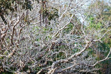 Evergreen flora, ağaçlar ve bitkiler çeşitlilik, büyük ağaçlar ve çiçekler Trivandrum, Thiruvananthapuram Hayvanat Bahçesi Kerala Hindistan