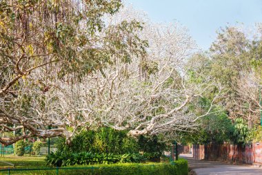 Evergreen flora, ağaçlar ve bitkiler çeşitlilik, büyük ağaçlar ve çiçekler Trivandrum, Thiruvananthapuram Hayvanat Bahçesi Kerala Hindistan