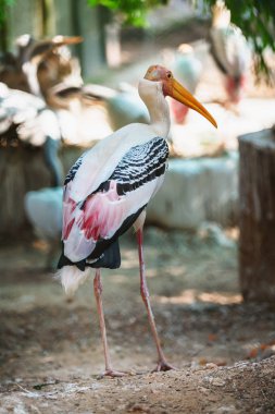 Boyalı leylek portresi ayakta ve Trivandrum, Thiruvananthapuram Hayvanat Bahçesi Kerala Hindistan yürüme pembe tüy ile