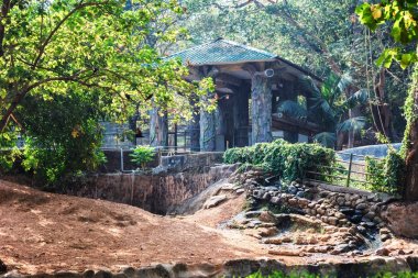 Trivandrum, Hindistan - 17 Şubat 2016: Evergreen flora, ağaçlar ve bitkiler çeşitlilik, büyük ağaçlar ve çiçekler Trivandrum, Thiruvananthapuram Hayvanat Bahçesi Kerala Hindistan