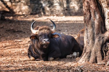 Trivandrum, Hindistan - 17 Şubat 2016: Afrika ya da Cape buffalo, Trivandrum, Thiruvananthapuram Hayvanat Bahçesi Kerala Hindistan içinde yerde yatan dinlenme Bison (bizon bizon)