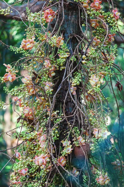 Evergreen flora, trees and plants diversity, huge trees and flowers in Trivandrum, Thiruvananthapuram Zoo Kerala India