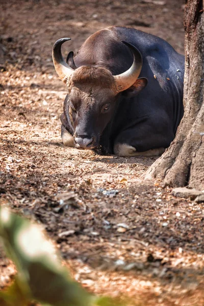 Trivandrum India Febbraio 2016 Bufalo Africano Del Capo Bisonte Bisonte — Foto Stock