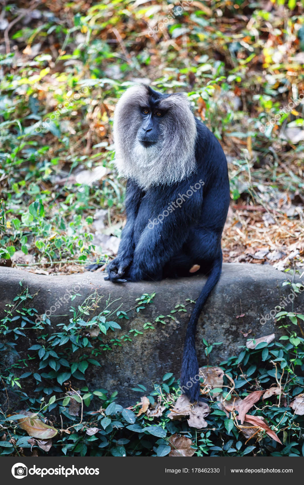Photos simhavalan kurangu Simhavalan kurangu Lion tailed macaque