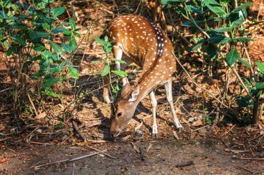 sambar geyiği Trivandrum, Thiruvananthapuram Hayvanat Bahçesi Kerala Hindistan yiyerek