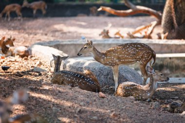 sambar geyik Trivandrum, Thiruvananthapuram Hayvanat Bahçesi Kerala Hindistan içinde