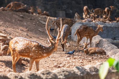 sambar geyik Trivandrum, Thiruvananthapuram Hayvanat Bahçesi Kerala Hindistan içinde