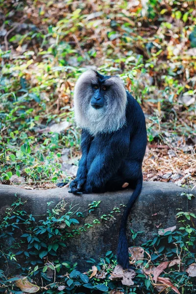 Simhavalan kurangu - León cola macaco en Trivandrum, Thiruvananthapuram Zoo Kerala India — Foto de Stock