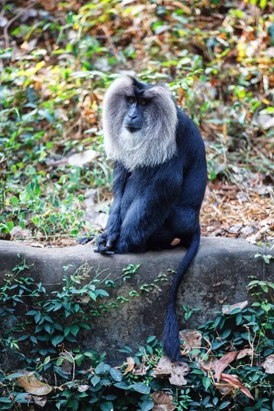 Simhavalan kurangu - Leeuw staart makaak in in Trivandrum, Thiruvananthapuram Zoo Kerala India — Stockfoto