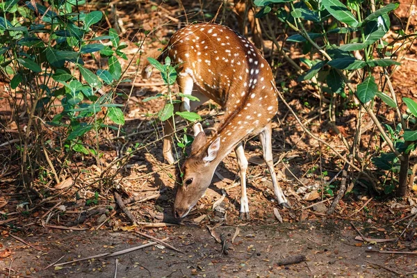 Sambar Deer mangiare a Trivandrum, Thiruvananthapuram Zoo Kerala India — Foto Stock