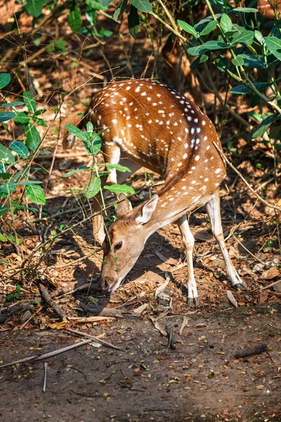 Sambar Deer mangiare a Trivandrum, Thiruvananthapuram Zoo Kerala India — Foto Stock