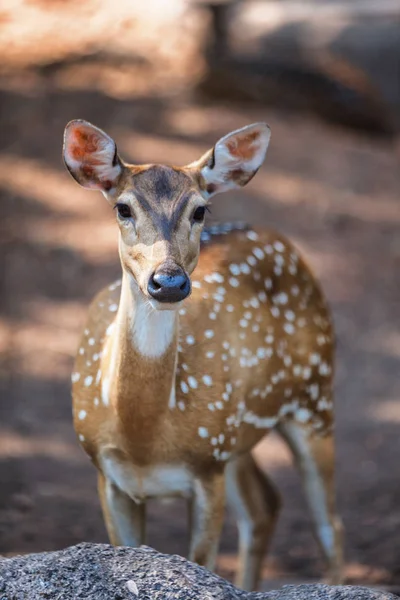 Sambar Deer in a Trivandrum, Thiruvananthapuram Zoo Kerala India — Foto Stock