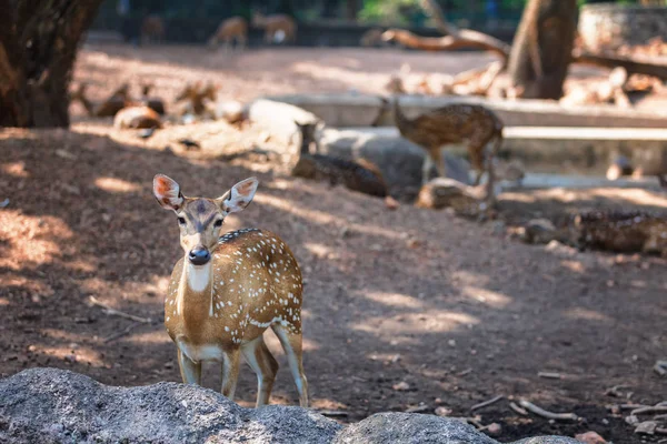 Sambar Deer w w Trivandrum, Indie Kerala Zoo w Thiruvananthapuram — Zdjęcie stockowe