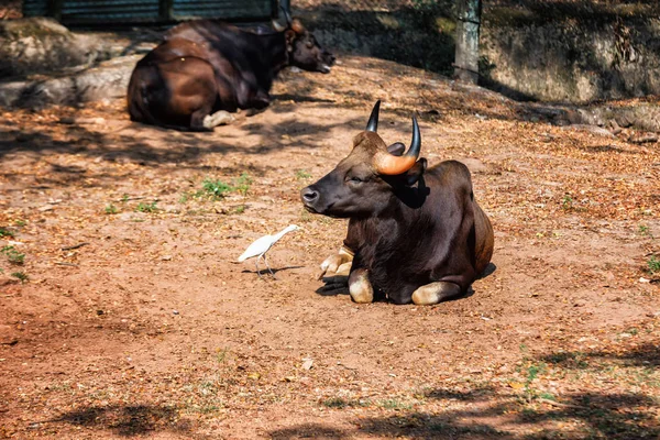 アフリカや岬の水牛、バイソン バイソン バイソンとティルヴァナンタプラム動物園ケララ州インド トリバン ドラムでヘロン — ストック写真