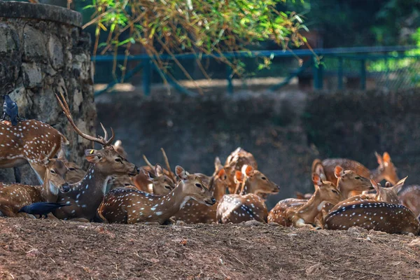 Gruppo di sambar Deer che riposa a Trivandrum, Thiruvananthapuram Zoo Kerala India — Foto Stock