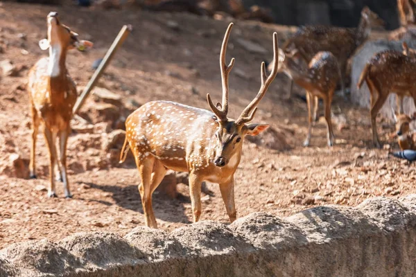 Sambar Deer in a Trivandrum, Thiruvananthapuram Zoo Kerala India — Foto Stock